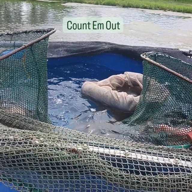 A large fish in the water with net.