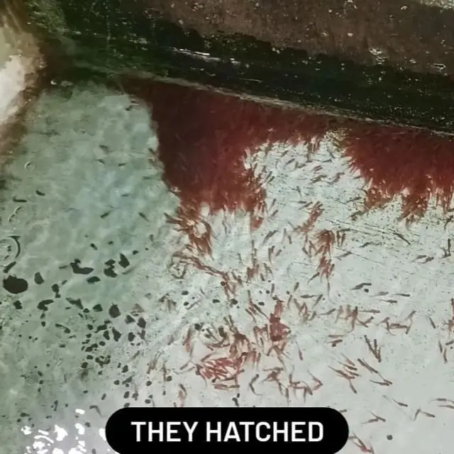A picture of the floor with blood on it.