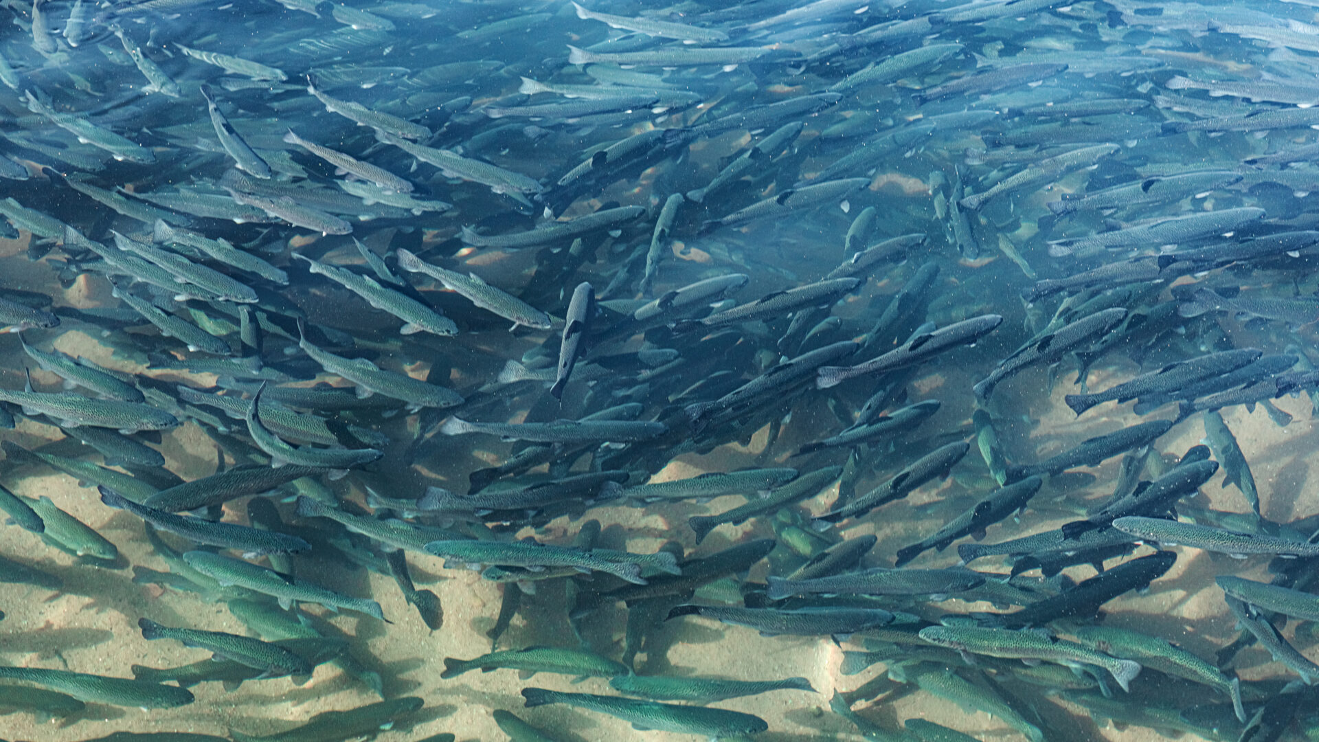 A large group of fish swimming in the water.